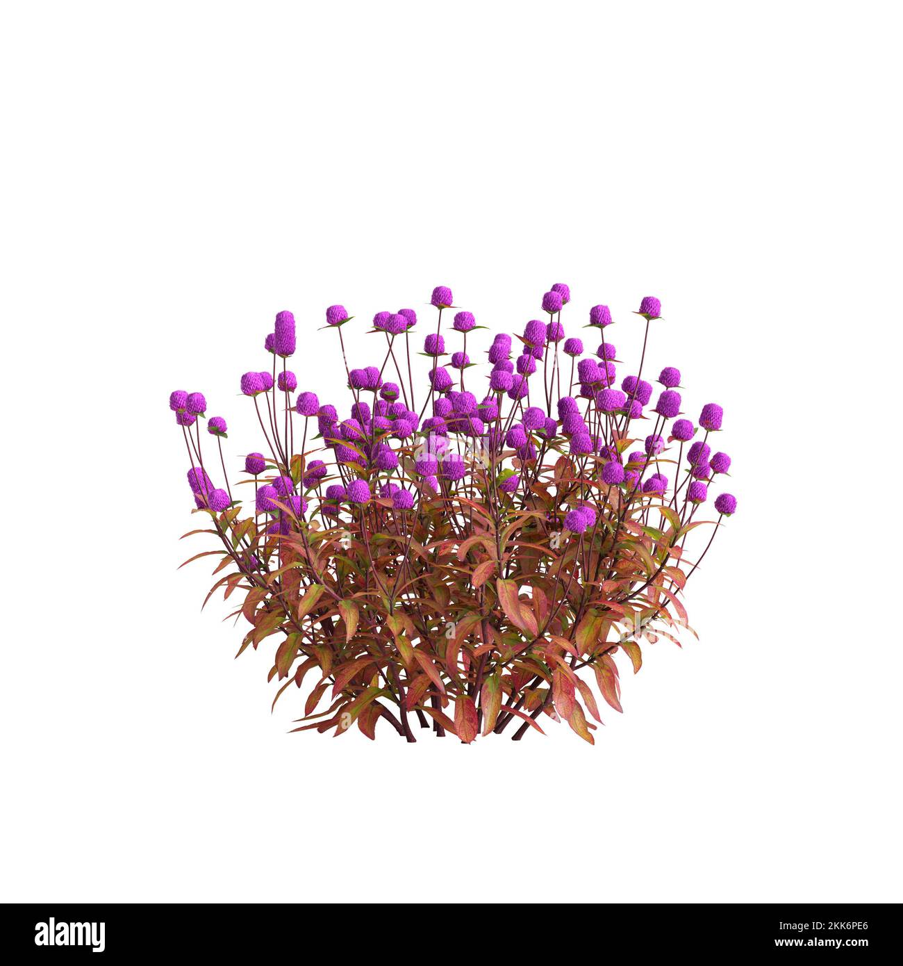 3d illustrazione del fiore di gomphrena globosa isolato su sfondo bianco Foto Stock