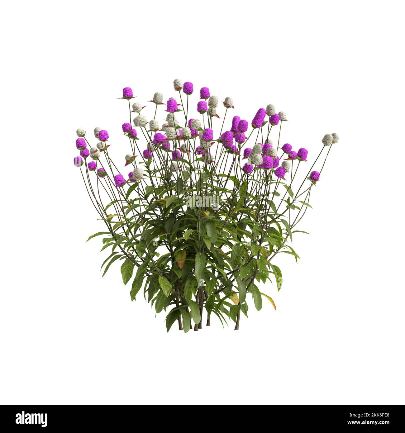 3d illustrazione del fiore di gomphrena globosa isolato su sfondo bianco Foto Stock