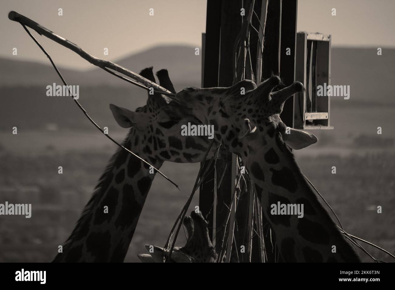 Due giraffe allo zoo di Edimburgo Foto Stock