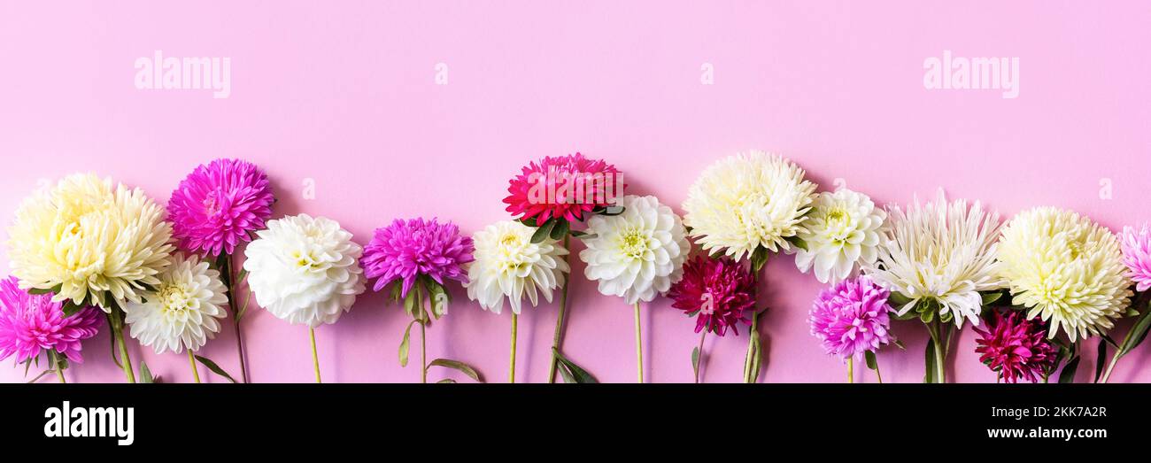 Composizione floreale di lilla rosa e fiori bianchi di castoro e dahlia su sfondo rosa, banner Foto Stock