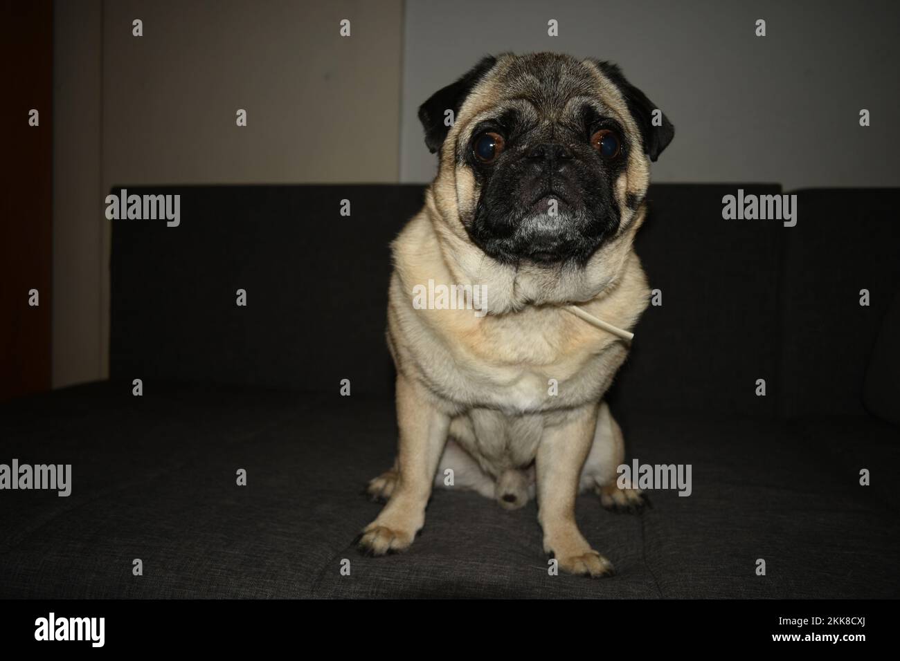 PUG seduto su un divano Foto Stock