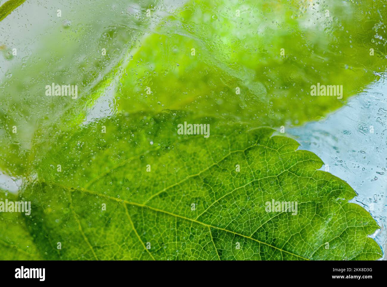 Piante verdi ed erbe congelate in ghiaccio trasparente. Il concetto di crioterapia in cosmetologi e cura naturale della pelle, bellezza sfondo Foto Stock