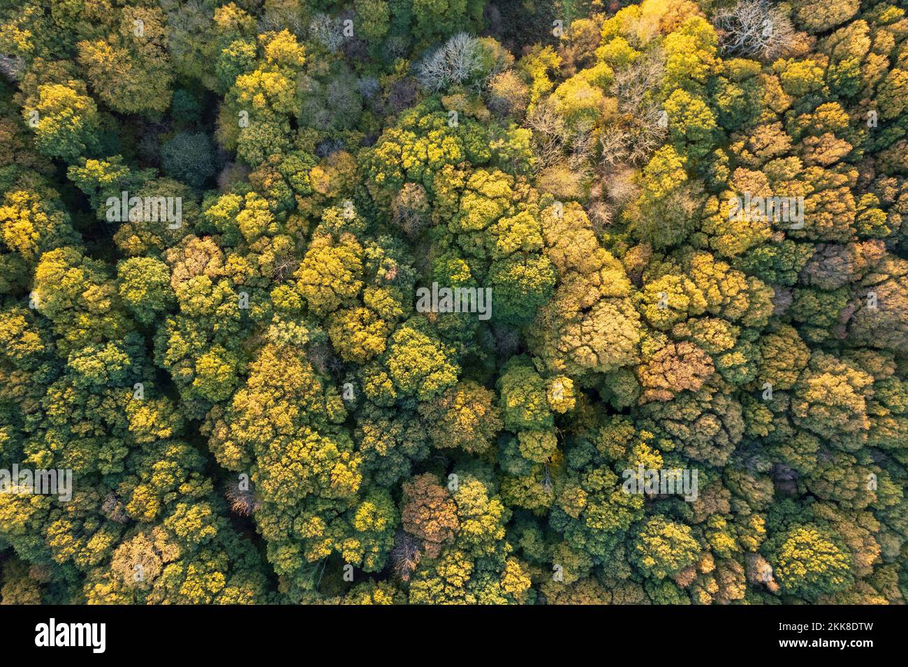 Boschi decidui in autunno dall'aria. Sussex, Regno Unito. Foto Stock