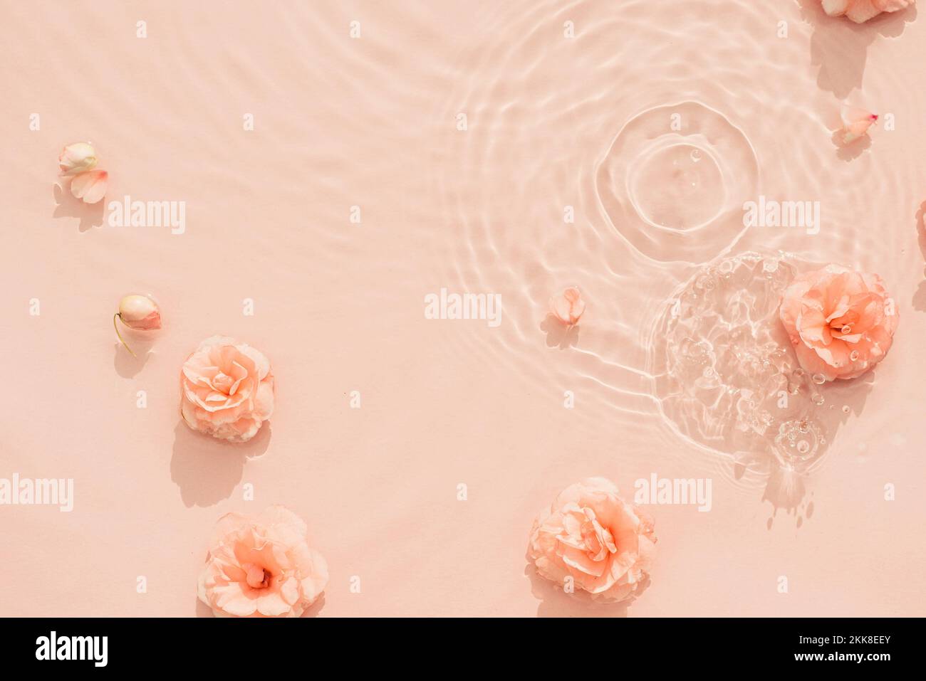 Acqua sfondo bellezza. Modello naturale con rose rosa sulla superficie di acqua trasparente primo piano. Spa, cura della pelle e concetto di relax Foto Stock