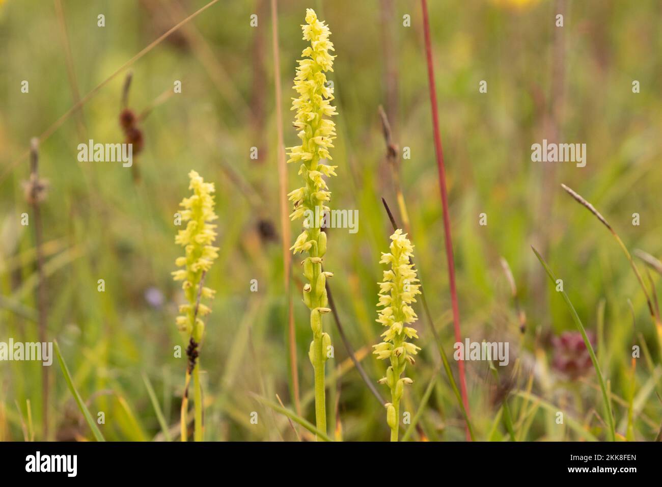 Muschio Orchidee (Herminium monorchis). Hampshire, Regno Unito. Foto Stock
