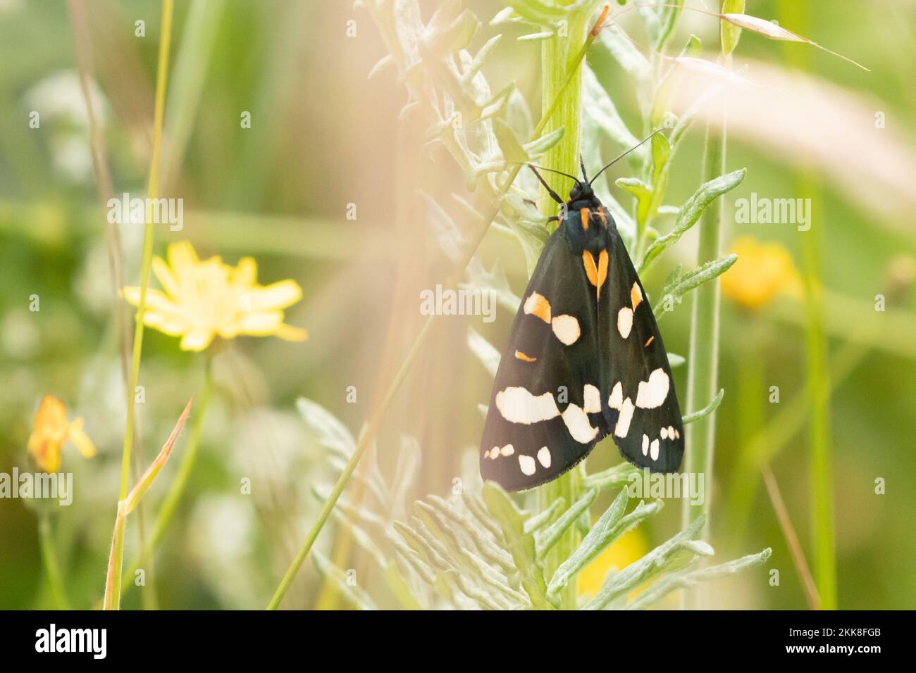 Scarlet Tiger Moth (Callimorfa dominula), Hampshire, Regno Unito. Foto Stock