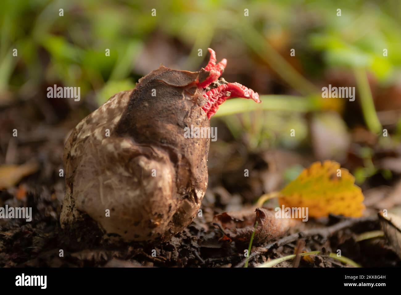 Le dita del diavolo (Clatrus archeri) fungo. Sussex, Regno Unito. Foto Stock