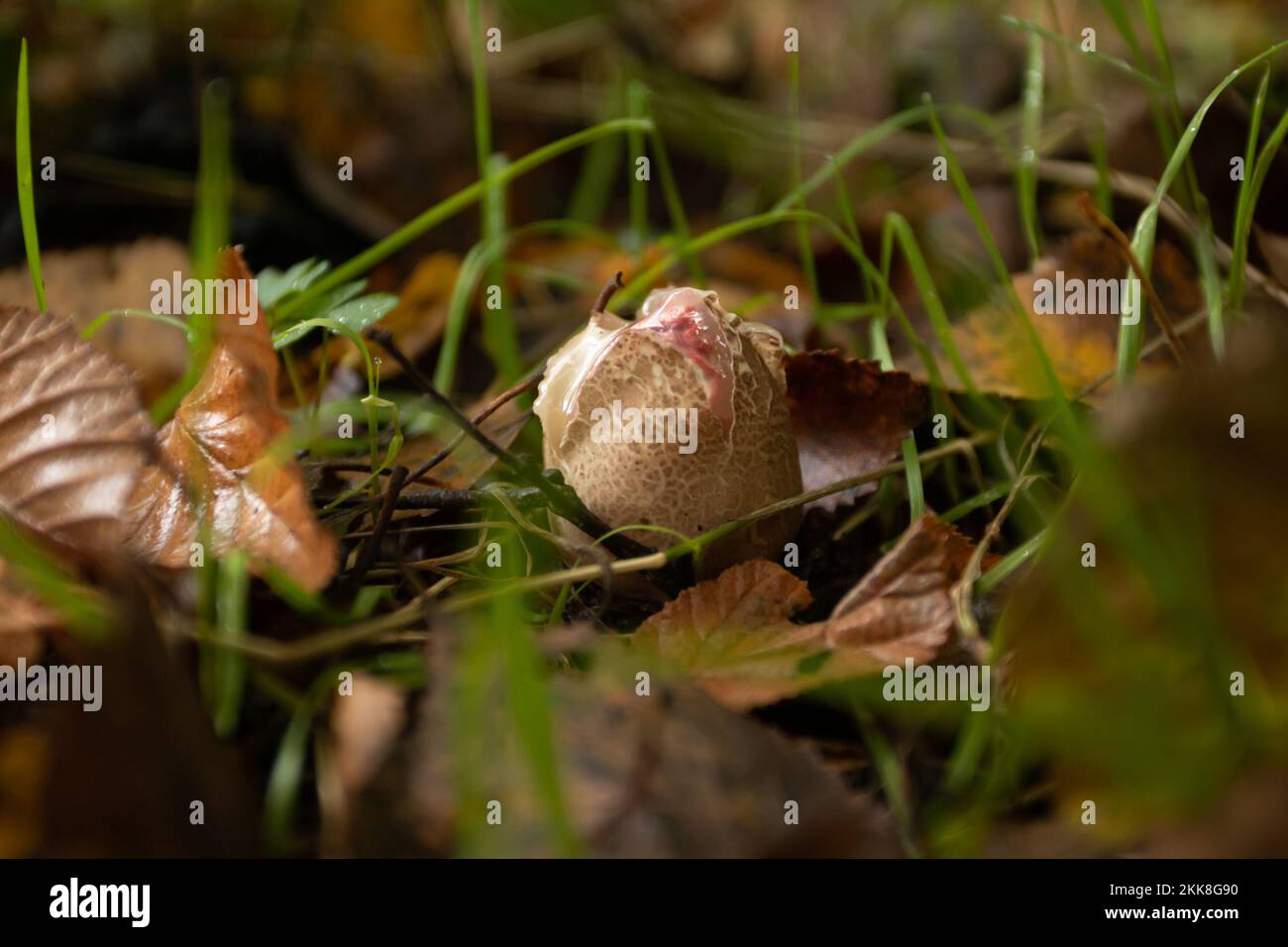 Le dita del diavolo (Clatrus archeri) fungo. Sussex, Regno Unito. Foto Stock