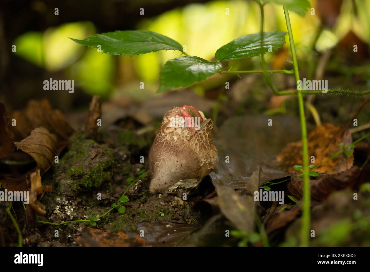 Le dita del diavolo (Clatrus archeri) fungo. Sussex, Regno Unito. Foto Stock