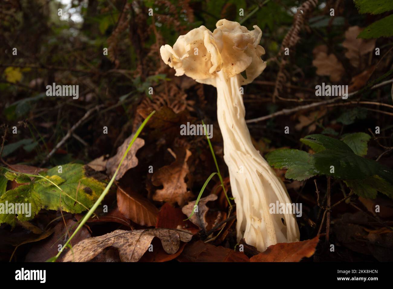 Fungo da sella bianca (Helvella crispa). Sussex, Regno Unito. Foto Stock