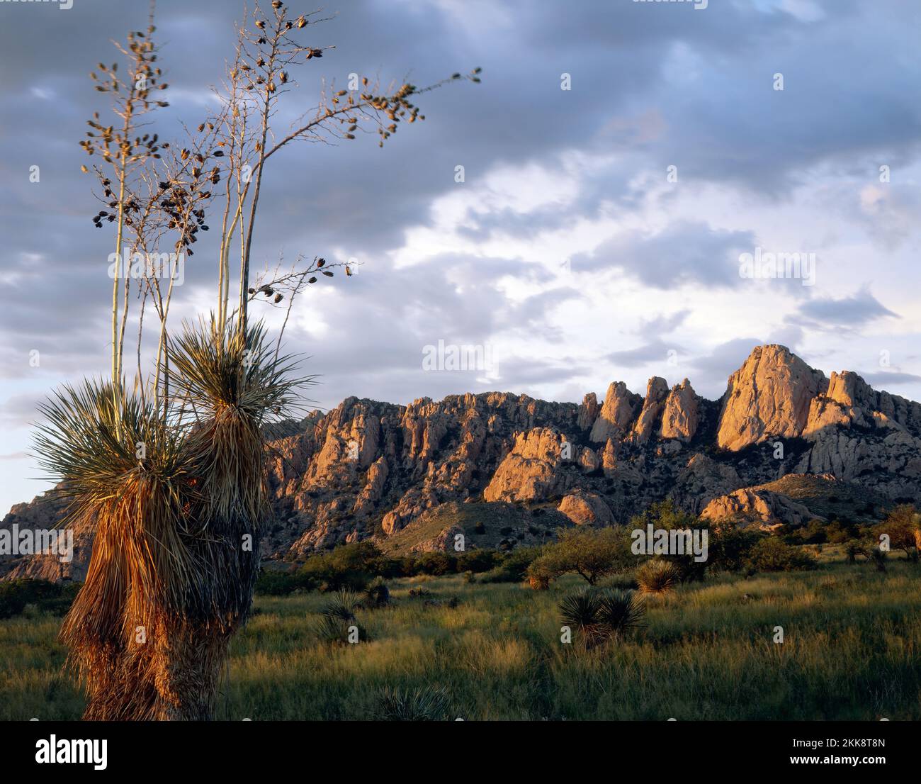 Lato ovest delle montagne Dragoon nell'Arizona meridionale Foto Stock
