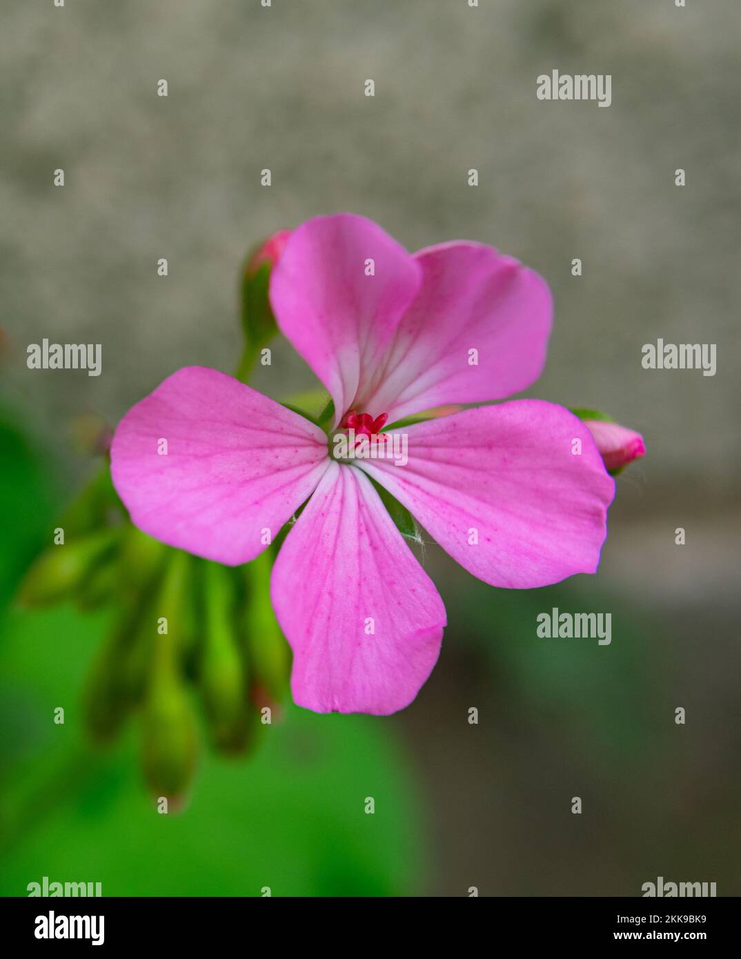 bel fiore rosa con bocciolo Foto Stock