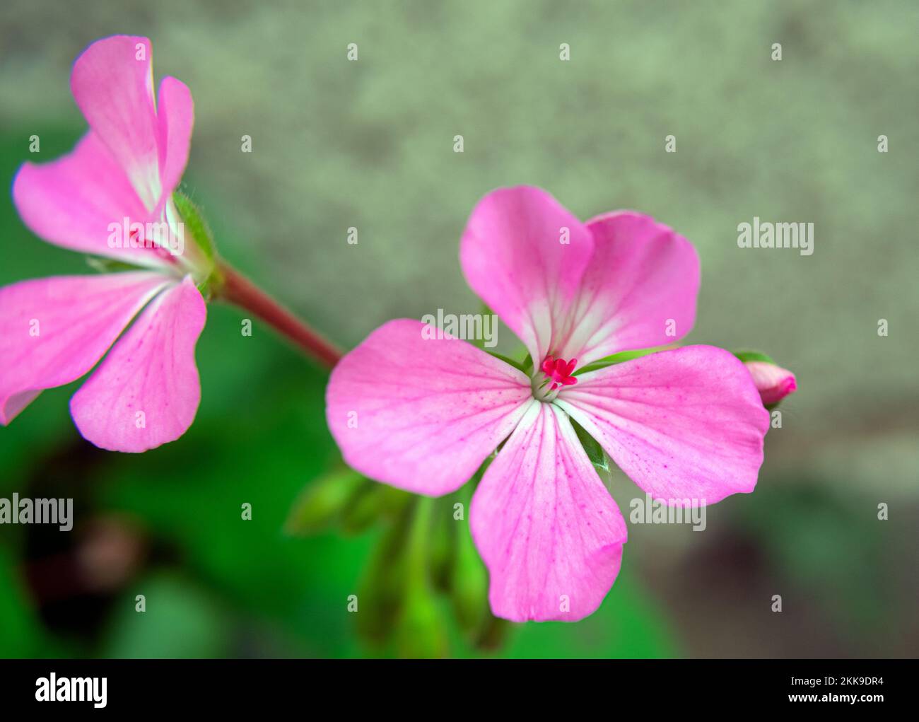 due fiori rosa Foto Stock