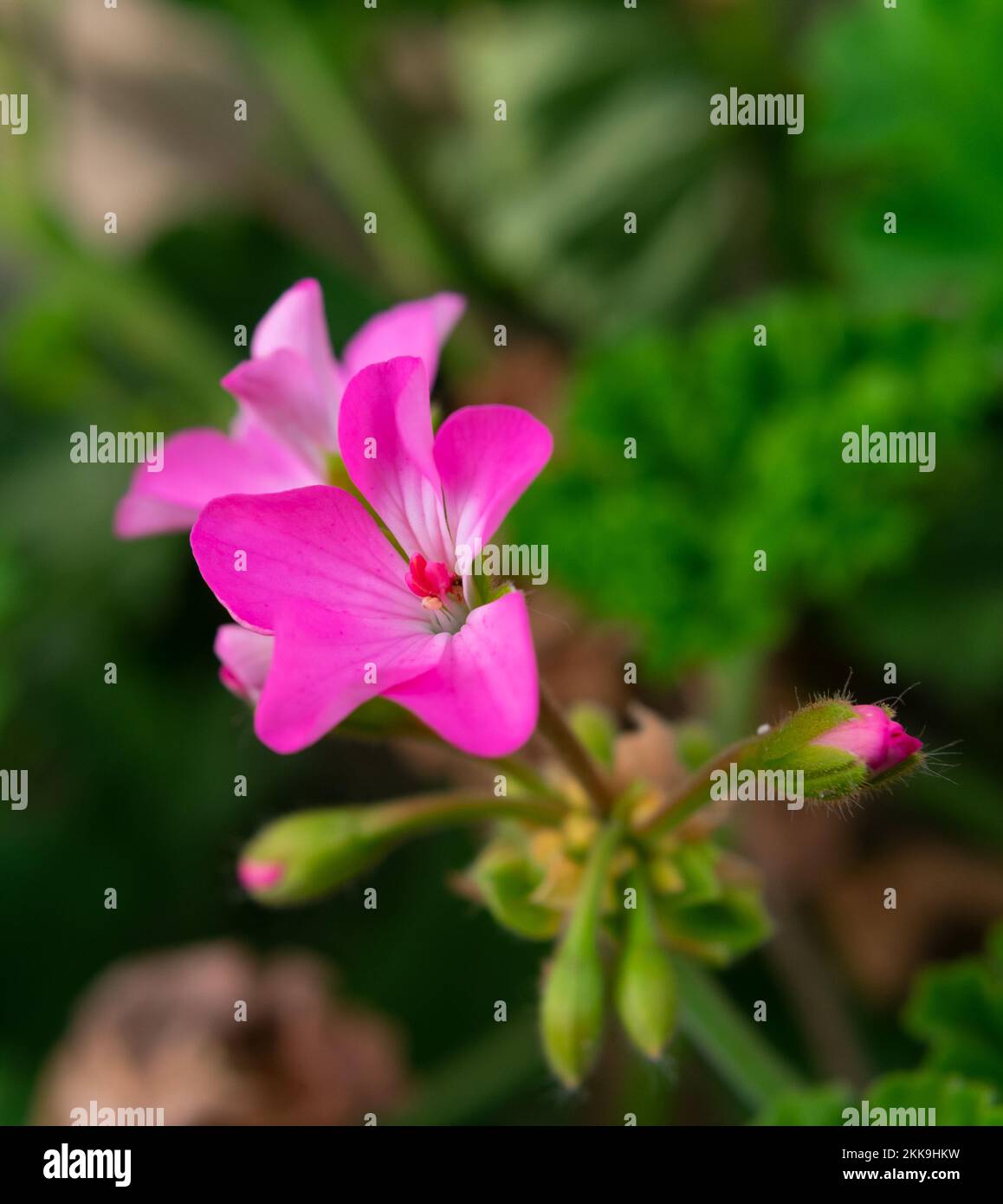 fiori rosa Foto Stock