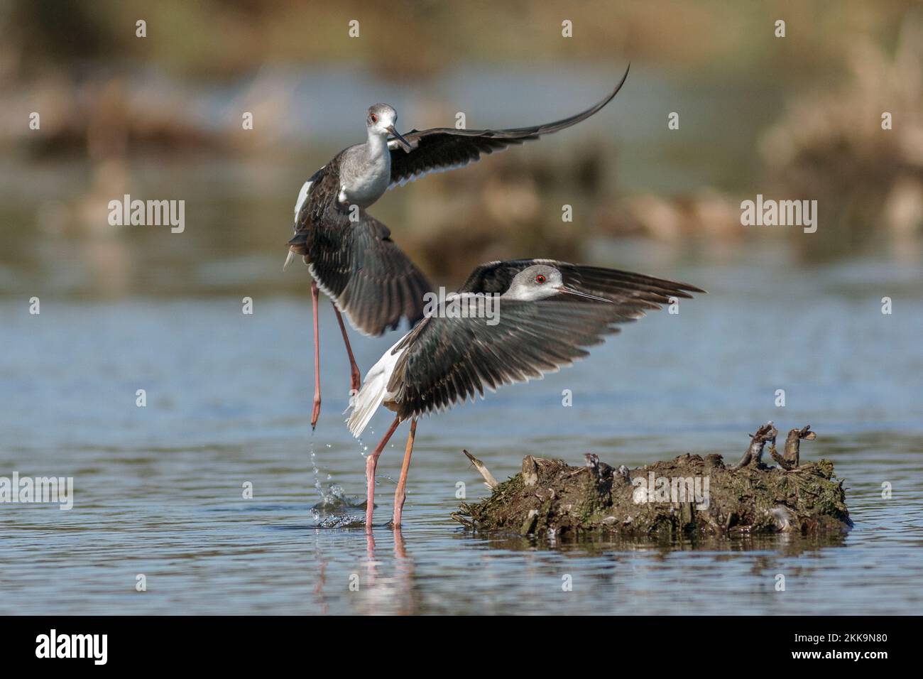 Palafitte con ali nere, Himantopus himantopus, decollo Foto Stock