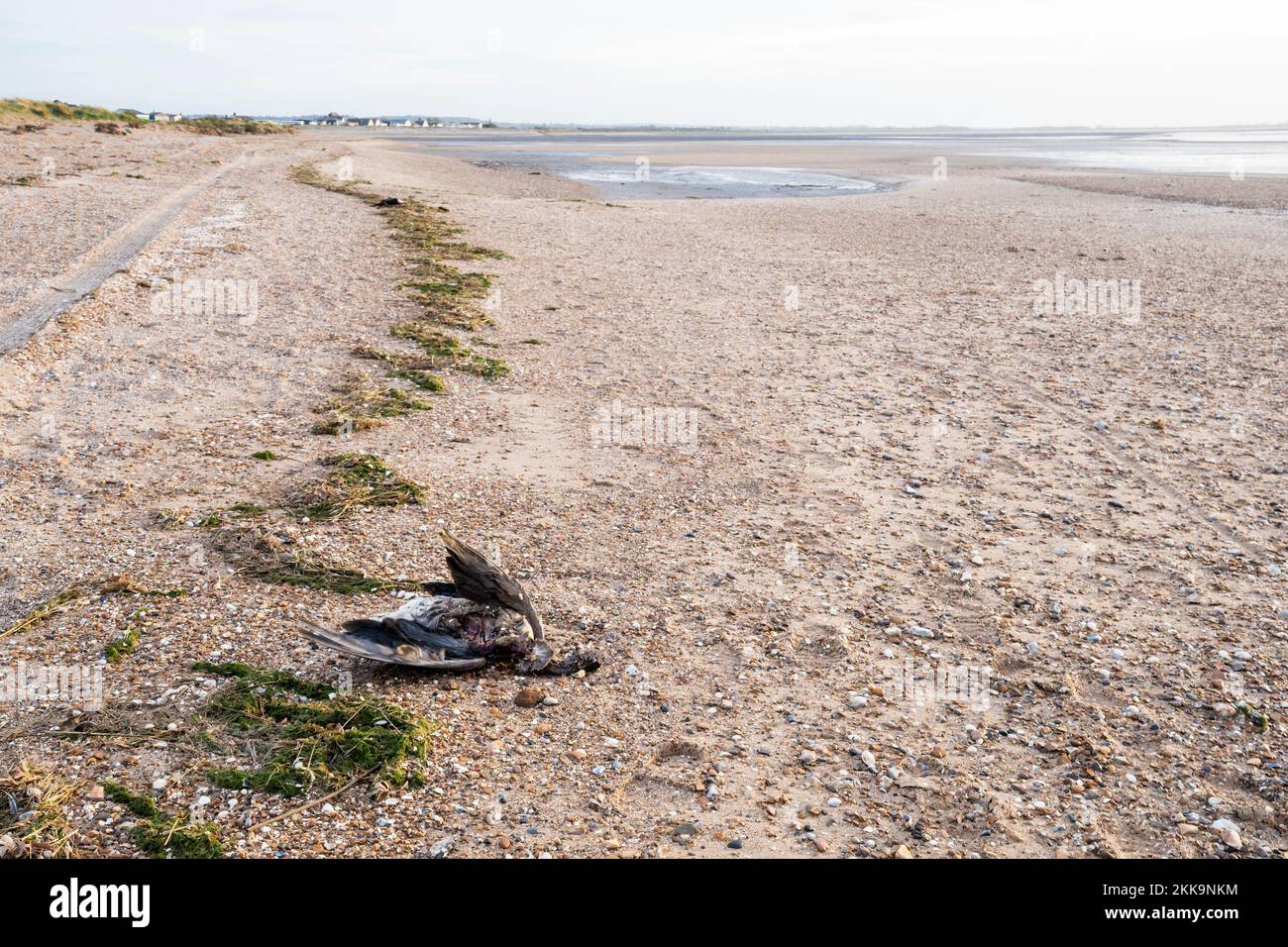 Oche morte sulla linea di alta marea sulla costa orientale del Wash in Norfolk. In attesa del prelievo da parte del DEFRA per il test dell'influenza aviaria. Foto Stock