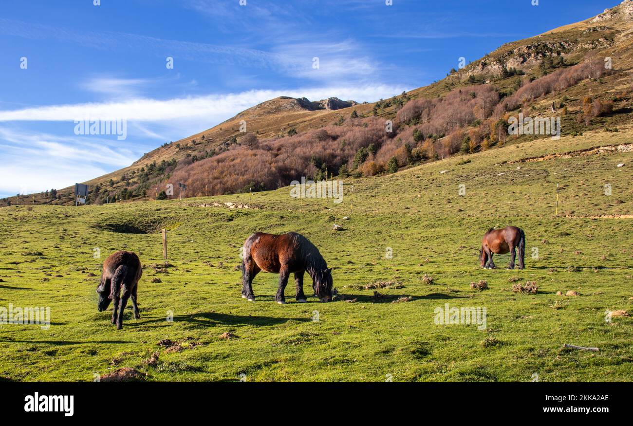 Caballos en la Valle de Belagua, un escenario de Ensueño, en la zona fronteriza de España y Francia. Foto Stock
