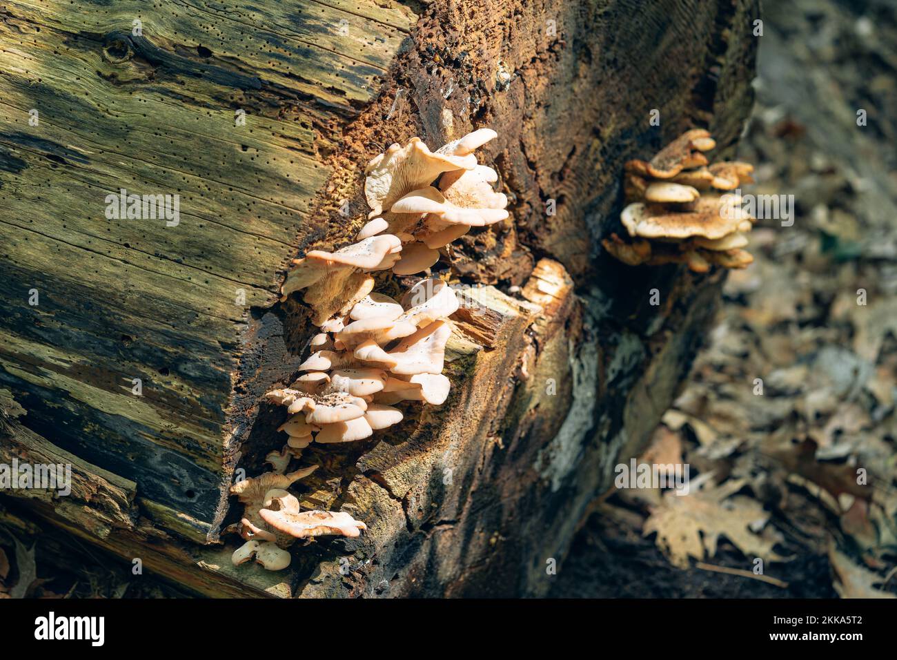 I funghi dell'ostrica crescono alla fine di un ceppo marciante Foto Stock