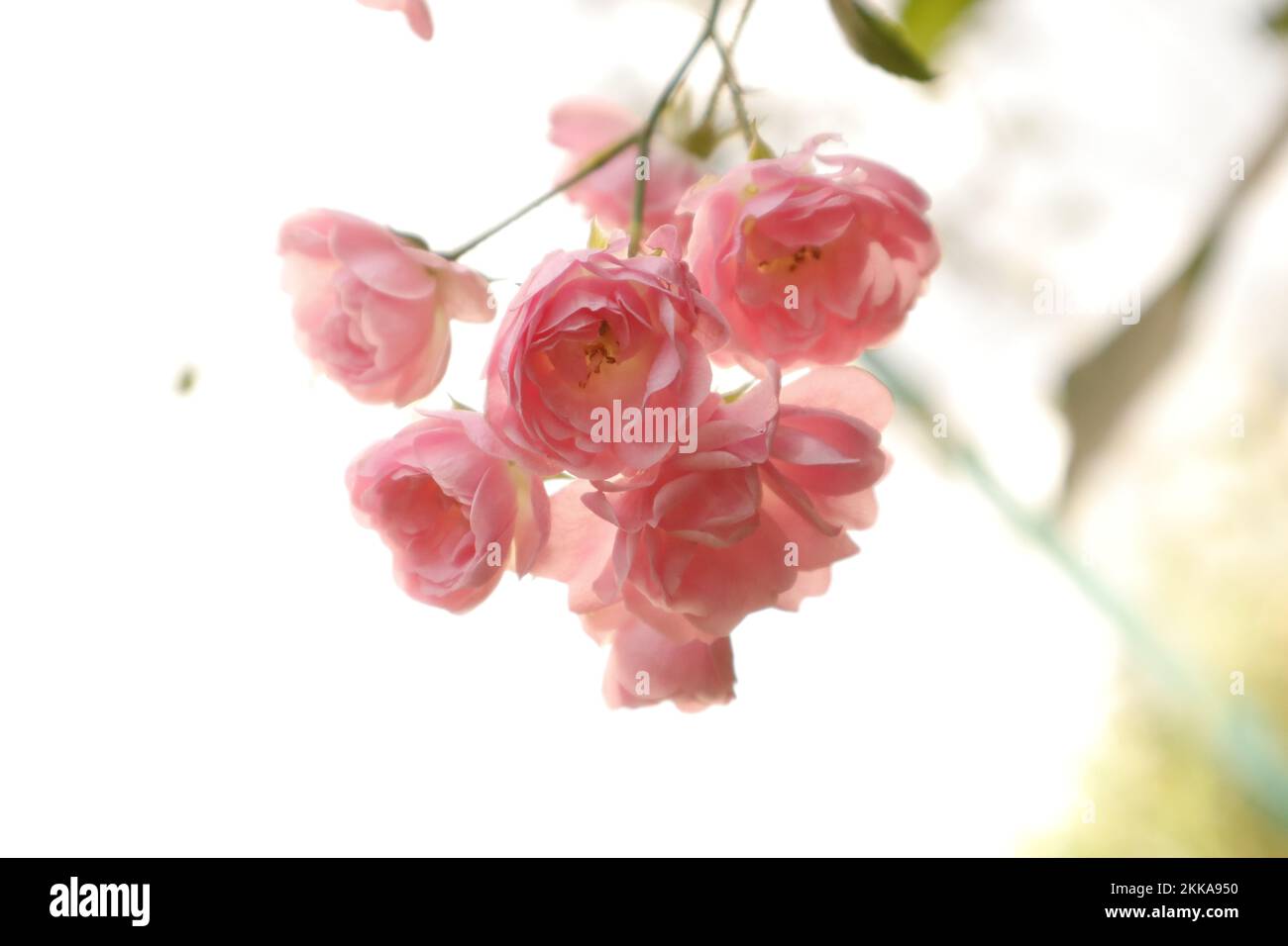 Le rose rosa in piena fioritura Foto Stock