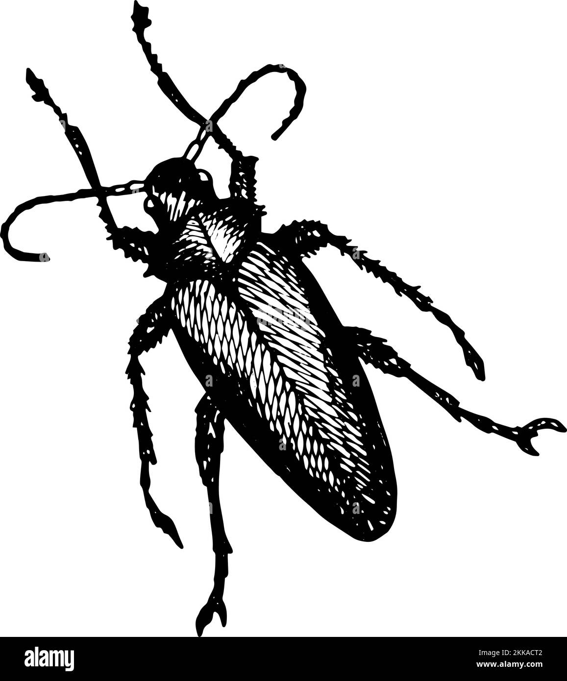 L'icona di Longhorn Beetle dipinse una penna di gel bianco su sfondo bianco Illustrazione Vettoriale