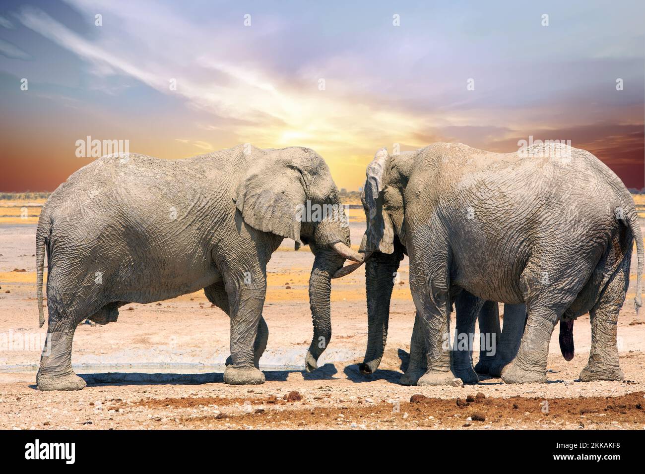 Primo piano di due grandi elefanti di toro imbevuti di fango secco, in piedi faccia a faccia sulle pianure secche di Etosha con un bel cielo azzurro chiaro. Foto Stock