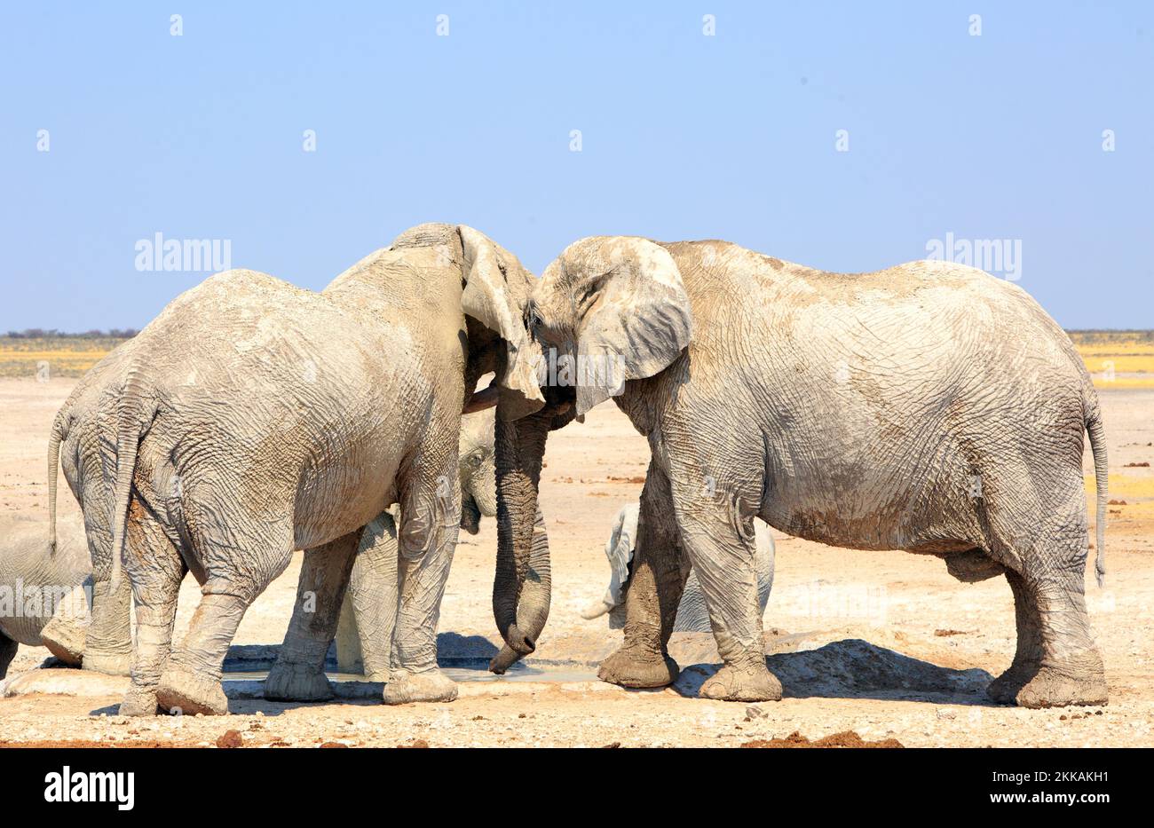 Elefanti che si spingono l'un l'altro mentre si trovano in una buca d'acqua Foto Stock