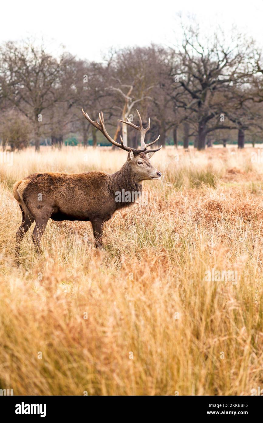 Cervo rosso a Richmond Park durante la stagione di rutting, Richmond, Regno Unito Foto Stock