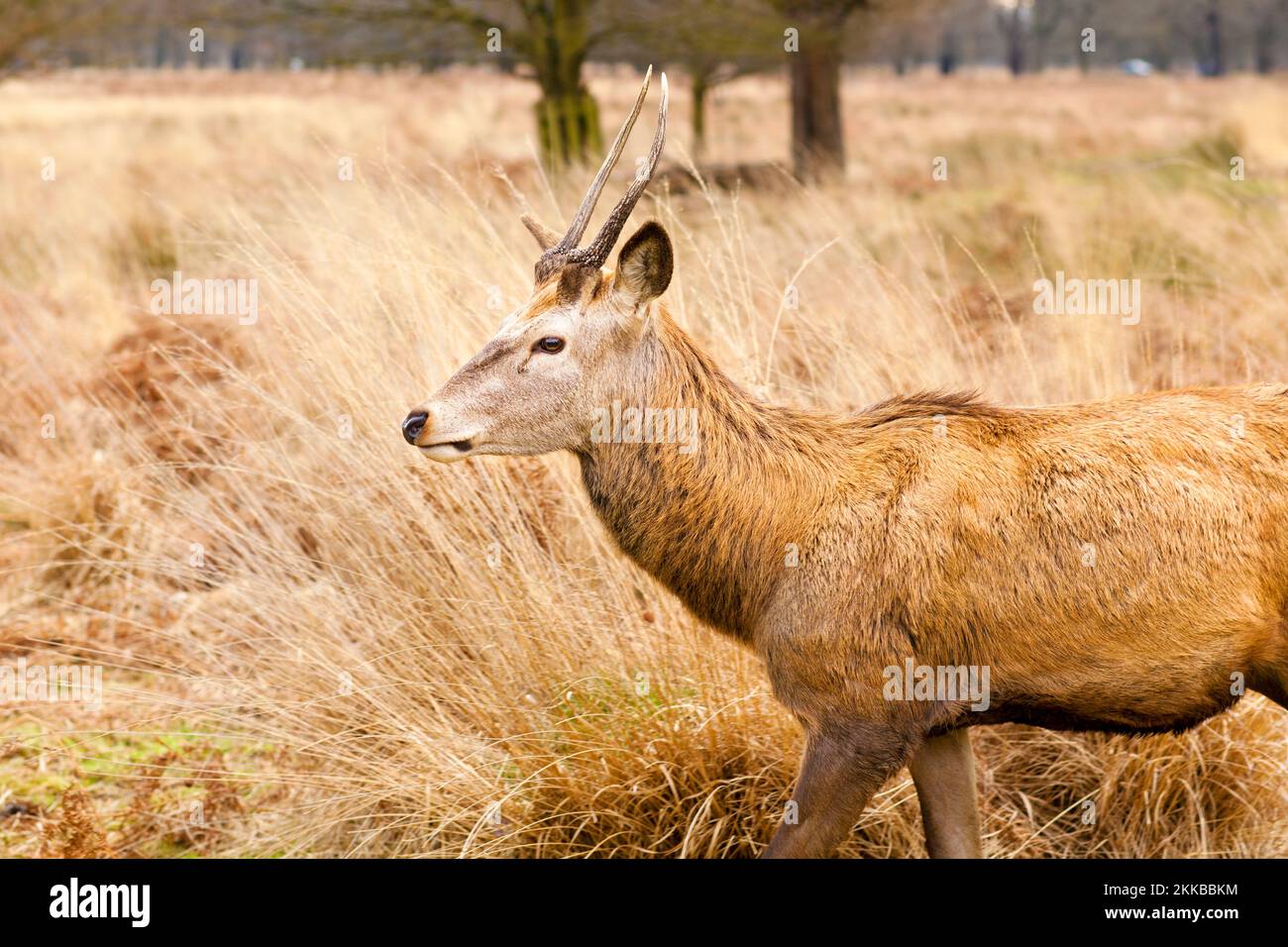 Cervi nella stagione autunnale a Richmond Park, Regno Unito Foto Stock