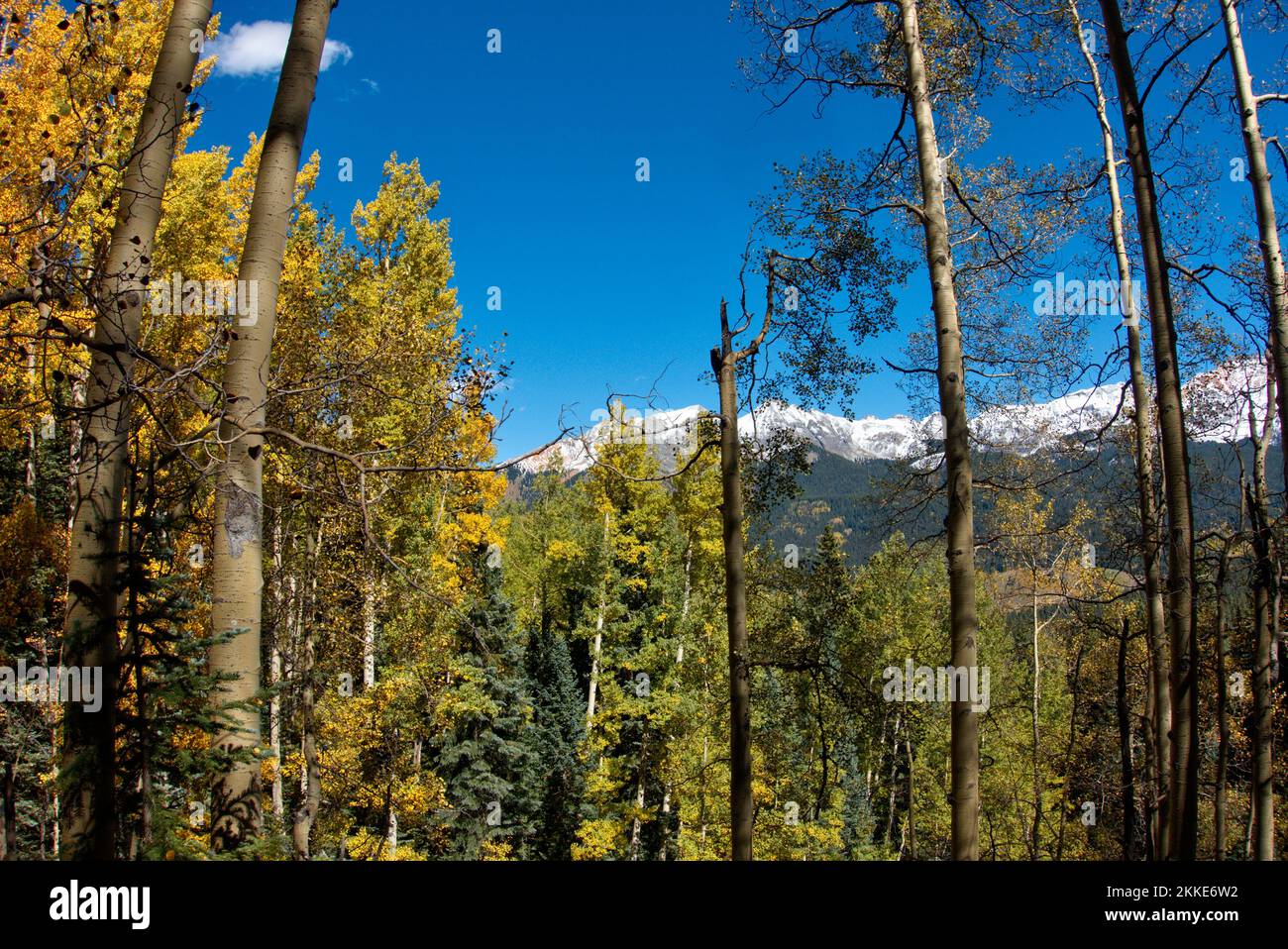 Inizio autunno nelle montagne di San Juan del Colorado: Attraverso l'alta foresta guardando verso il lago di Trout Foto Stock