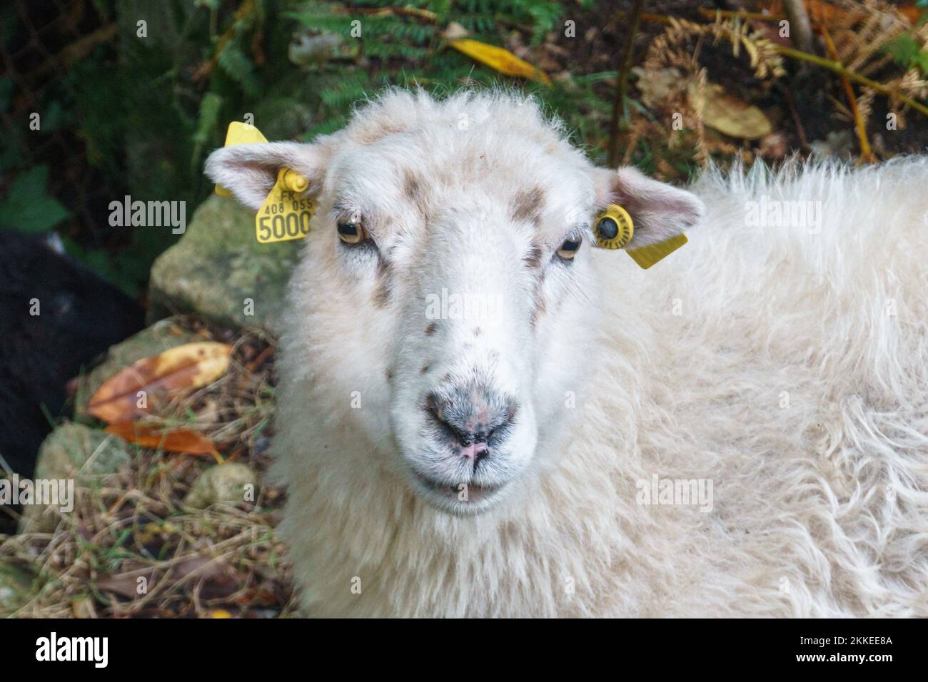 Una pecora bianca con il volto con segni auricolari gialli guardando la macchina fotografica Foto Stock