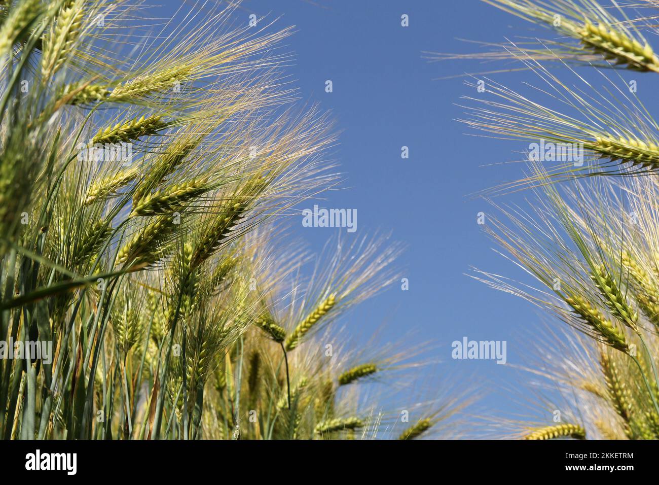 vista ad angolo basso su due file di orecchie di orzo verde in un campo e un cielo blu nel mezzo Foto Stock