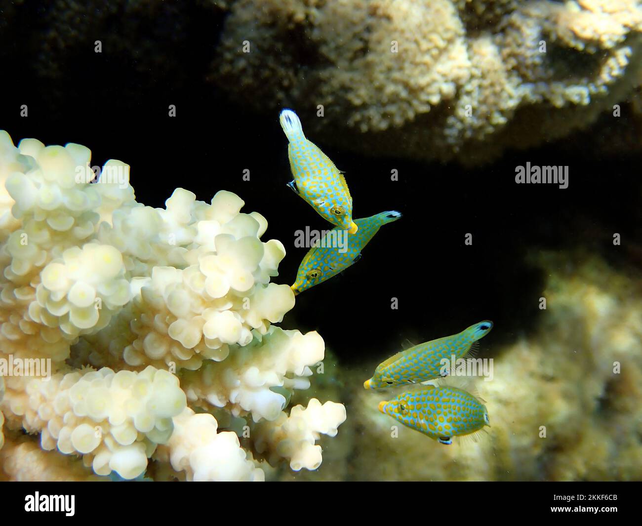 Arlecchino filefish (Oxymonacanthus longirostris) scena di serenità subacquea nel Mar Rosso, Egitto Foto Stock