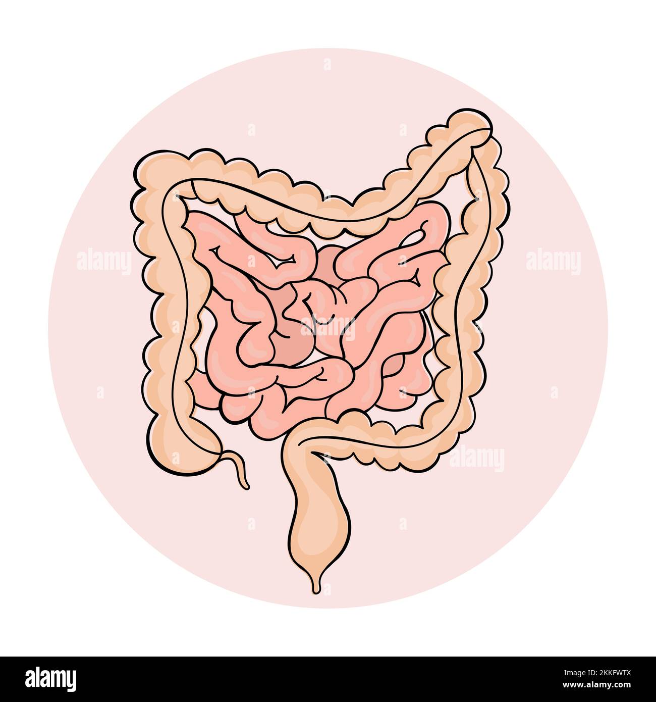 SCHEMA di MEDICINA DELL'INTESTINO Anatomia immagine vettoriale disegnata a mano umana Illustrazione Vettoriale