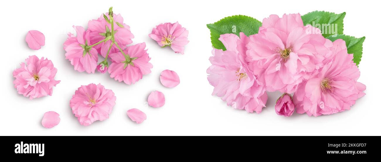 Sakura fiore ciliegio isolato su sfondo bianco con profondità di campo piena. Vista dall'alto. Disposizione piatta Foto Stock