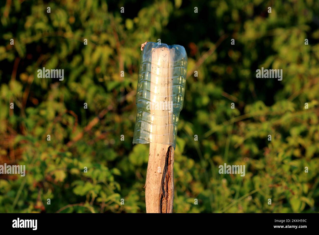 Bottiglia d'acqua trasparente usata con cut out top preparato per piantare fiori a sinistra su palo di legno a casa giardino urbano con fitta vegetazione verde Foto Stock