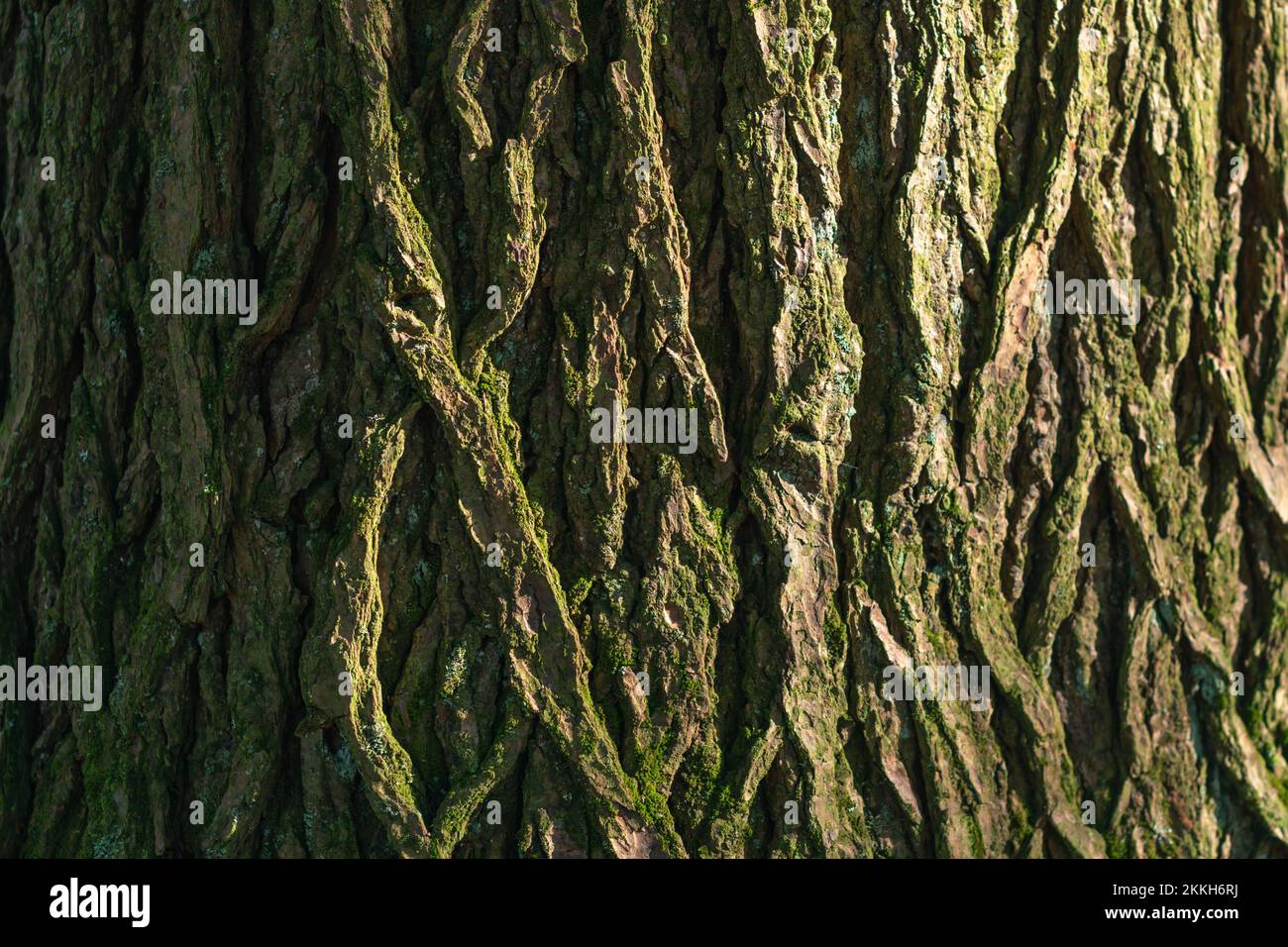 sfondo con texture woodland in luce mattutina Foto Stock