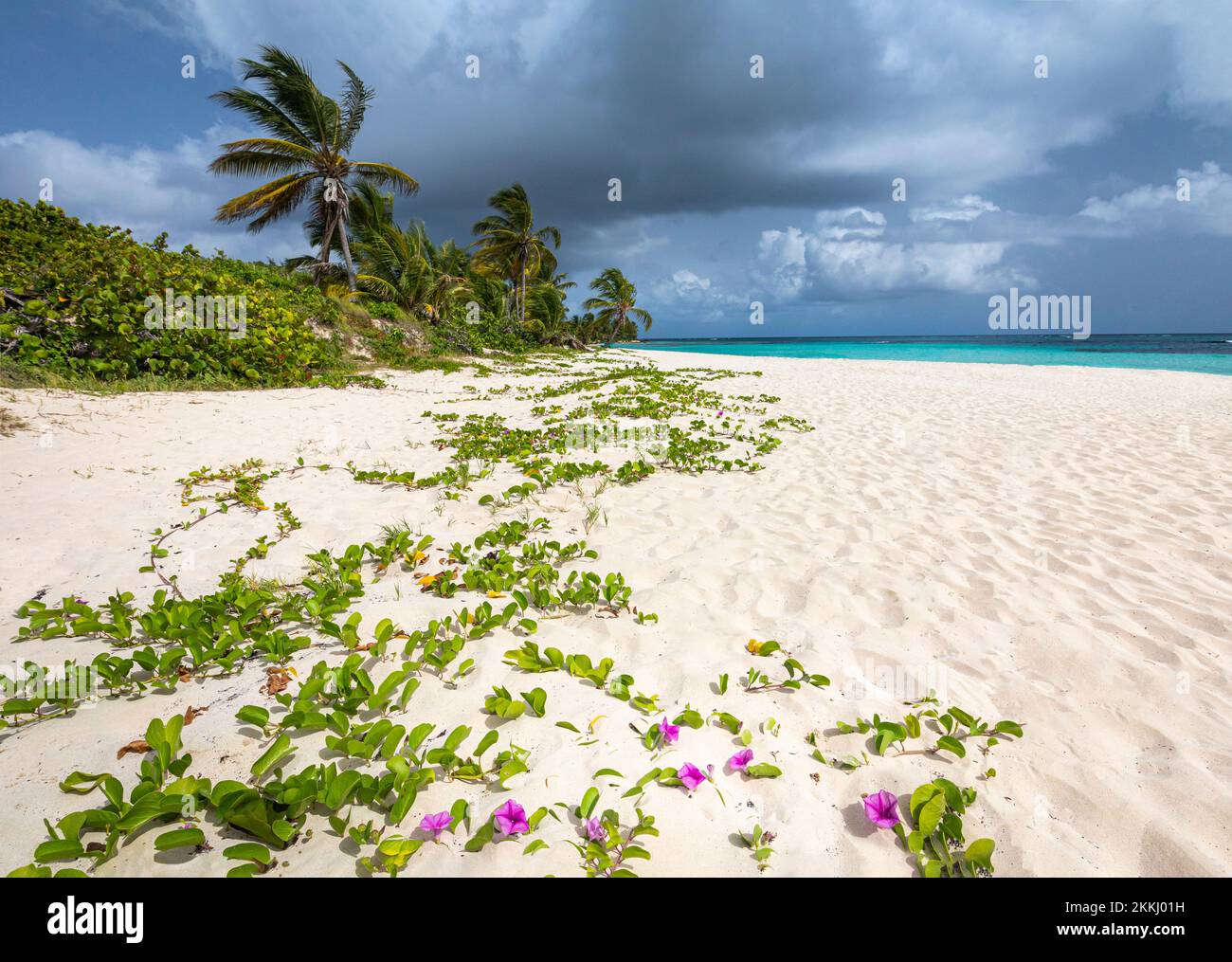 Fiori viola fioriscono sulla spiaggia di Flamenco, sull'isola tropicale dei Caraibi di Culebra, Puerto Rico, USA. Foto Stock