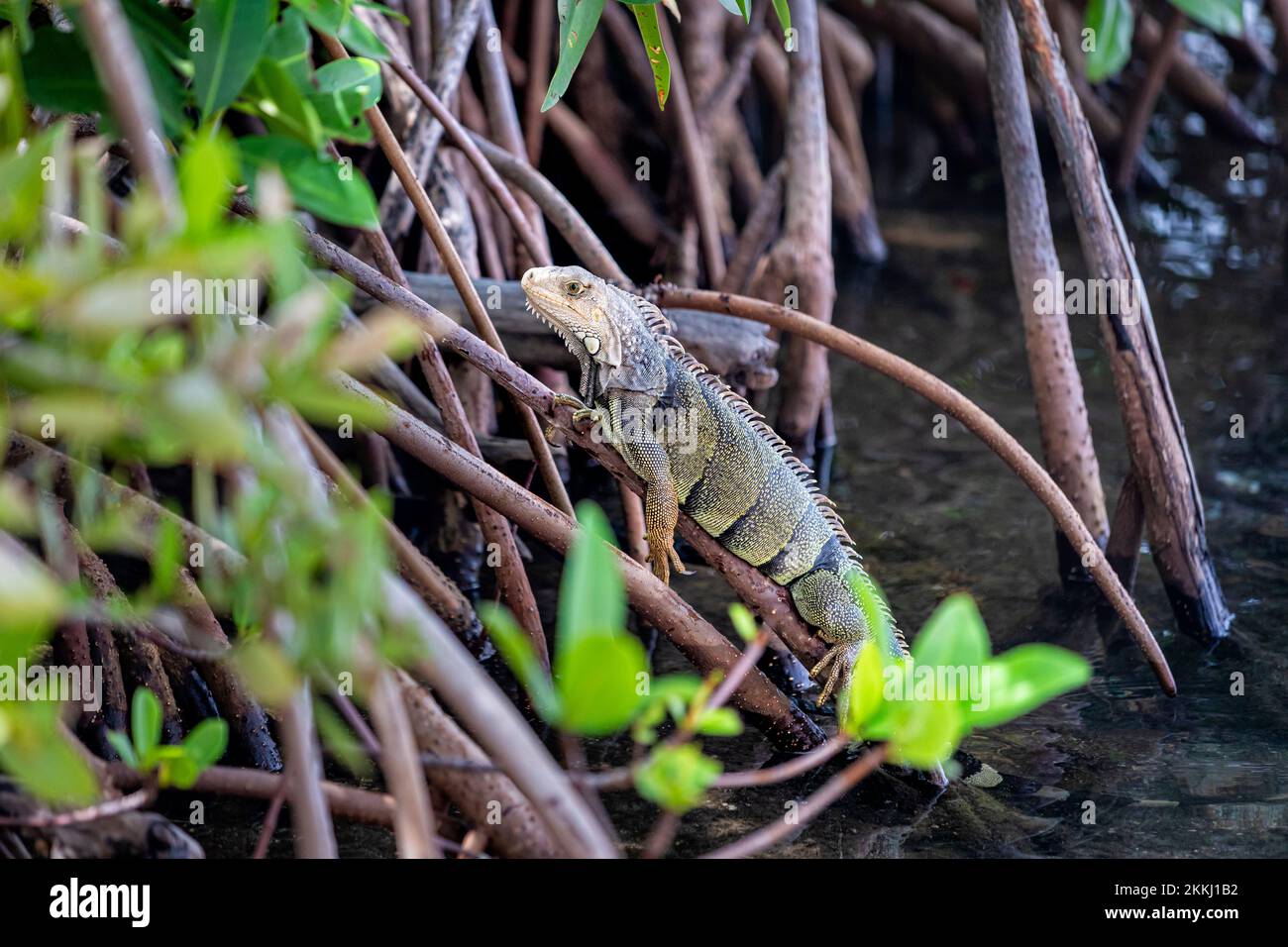 Iguana nelle mangrovie di la Parguera, sull'isola tropicale dei Caraibi di Puerto Rico, USA. Foto Stock