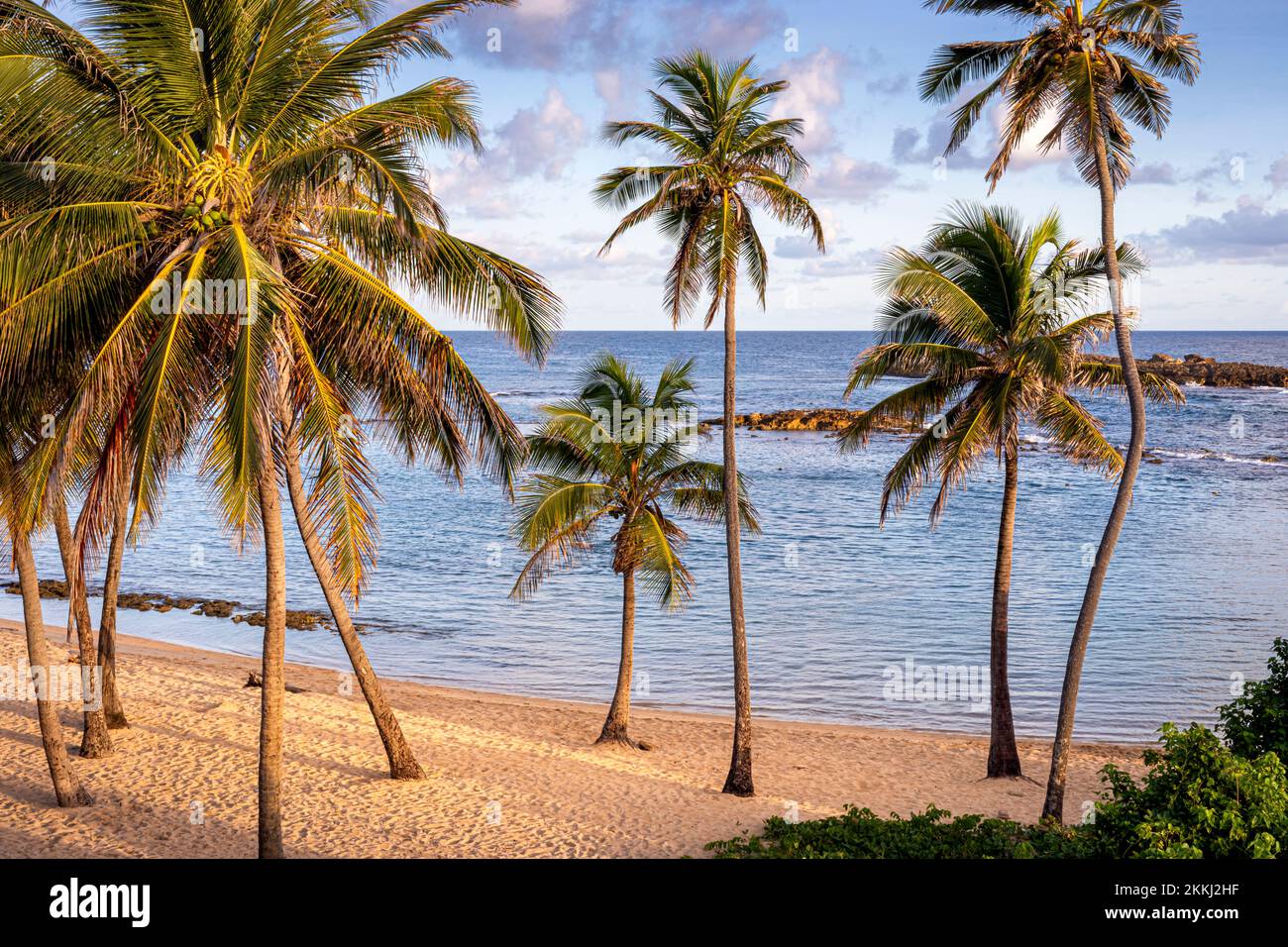 Palms linea la spiaggia a Escambron Beach, San Juan, sull'isola tropicale caraibica di Puerto Rico, Stati Uniti. Foto Stock