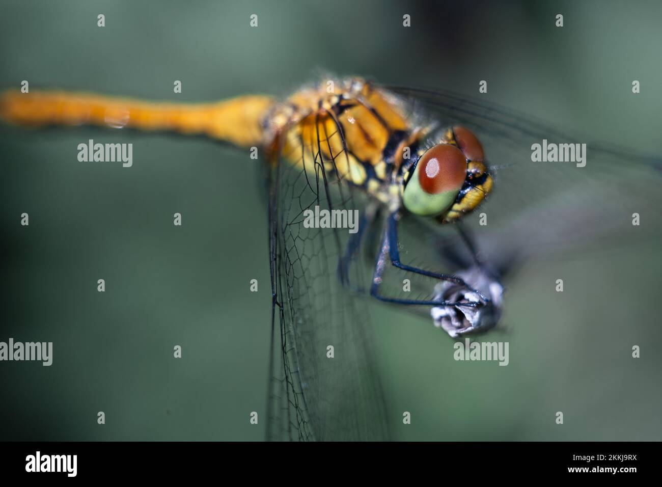 Dragonfly fotografata da vicino. Grandi occhi di una libellula. Dragonfly su un ramo d'erba. Foto Stock