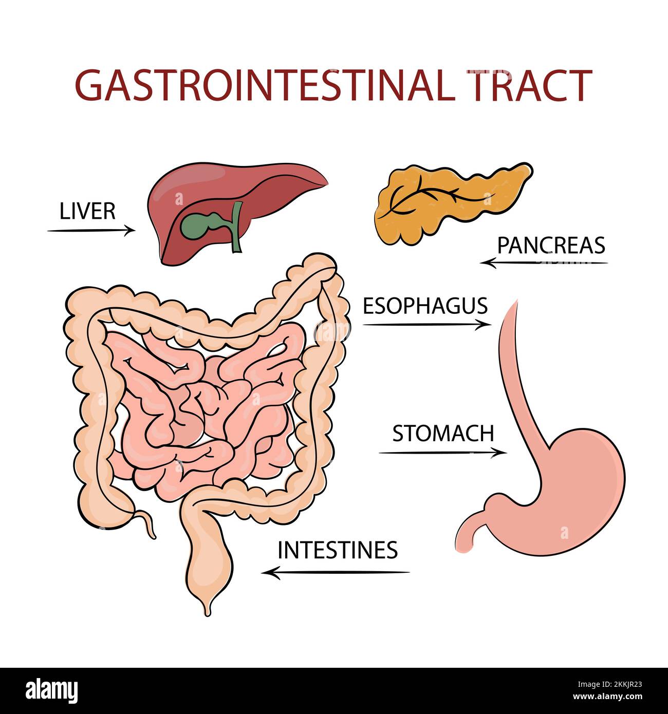 MEDICINA TRATTO GASTROINTESTINALE diagramma di formazione Schema vettoriale umano mano disegnata clip Art Vector Illustration Set Illustrazione Vettoriale