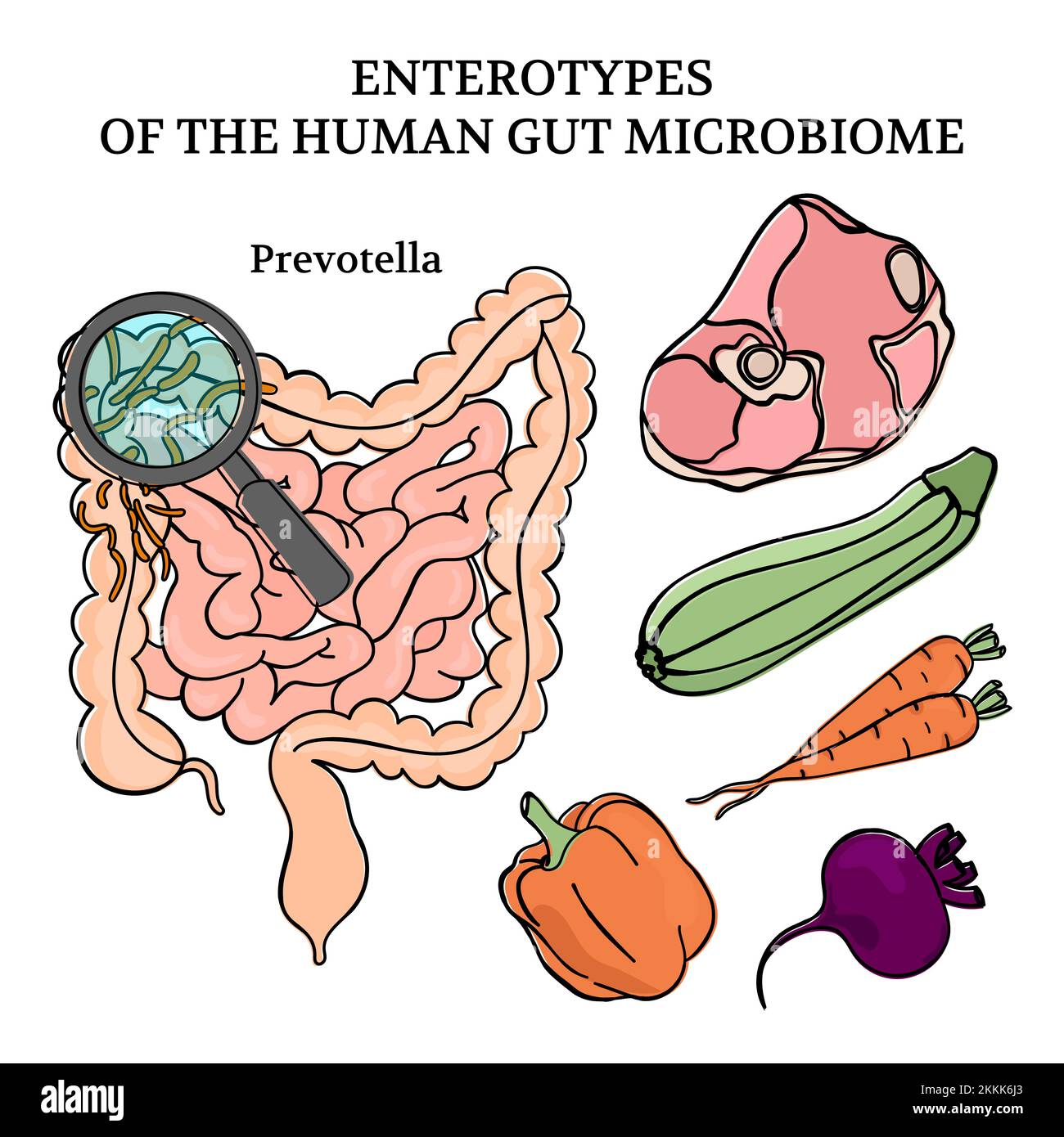 MICROBIOME ENTEROTYPES PREVOTELLA intestini Medicina Schema Anatomia umana mano disegnata clip Art Vector Illustration Set for Print Illustrazione Vettoriale