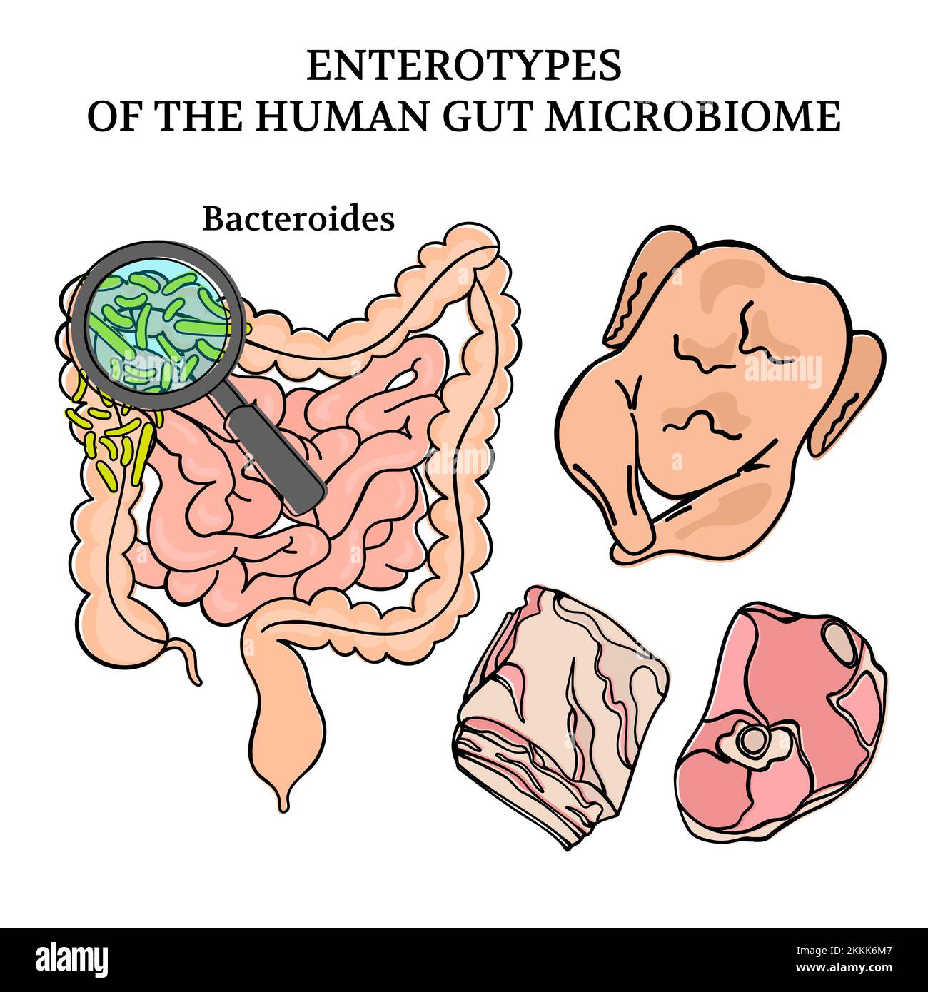 MICROBIOME ENTEROTYPES BACTEROIDES intestines Medicine Scheme Anatomy Human Hand Drawed clip Art Vector Illustration Set for Print Illustrazione Vettoriale