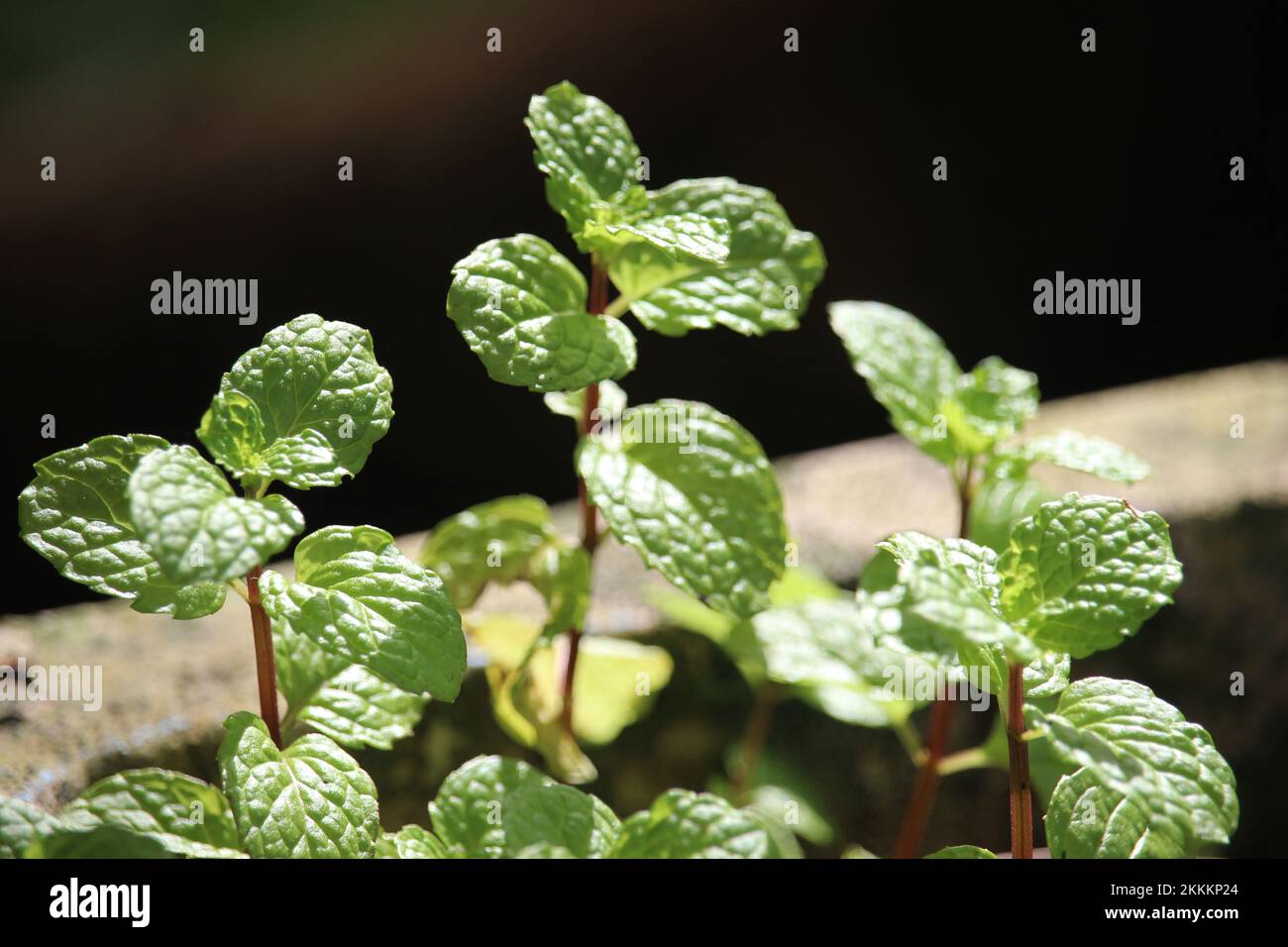 le foglie di menta sono adatte per bevande fresche fredde come il tè di succo Foto Stock