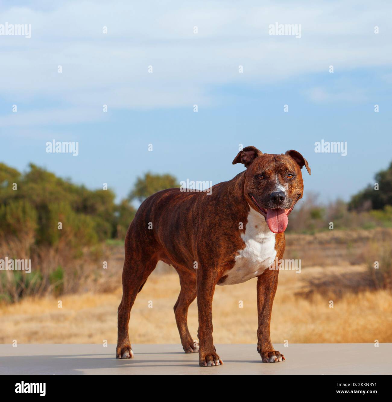 L'americano Pit Bull Terrier è un animale domestico di famiglia di buona natura, divertente, estremamente leale e affettuoso. Quasi sempre obbediente, è sempre desideroso di p Foto Stock