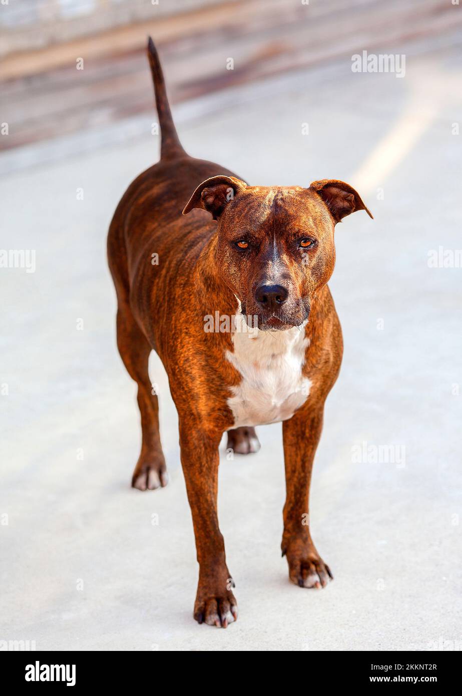 Un cane americano di 3 anni, femmina Pit Bull con un motivo di strisce verticali scure su pelliccia di arancio-rossastro sta guardando la macchina fotografica. California, Stati Uniti Foto Stock