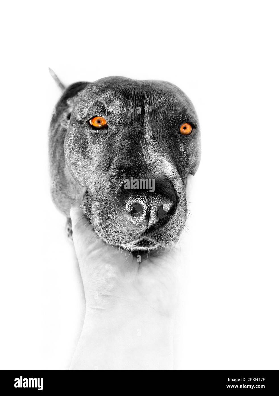 Un ritratto fine cattura il carattere del soggetto, non semplicemente l'immagine. Ciò è allineare per un cane come è per una persona. Una fotografia di un animale domestico sh Foto Stock