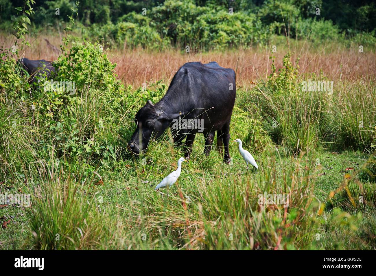 Mucca pascolo nel campo con airone intorno a lei - Chitwan National Park, Nepal Foto Stock