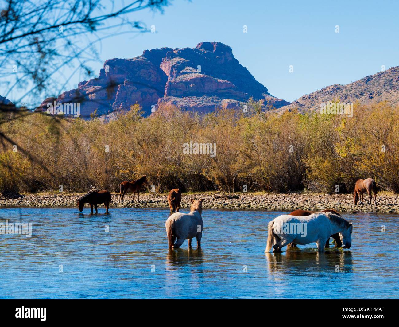 Cavalli selvatici pascolano nelle fresche acque del Salt River a nord-est di Phoenix, Arizona, in una splendida giornata autunnale Foto Stock