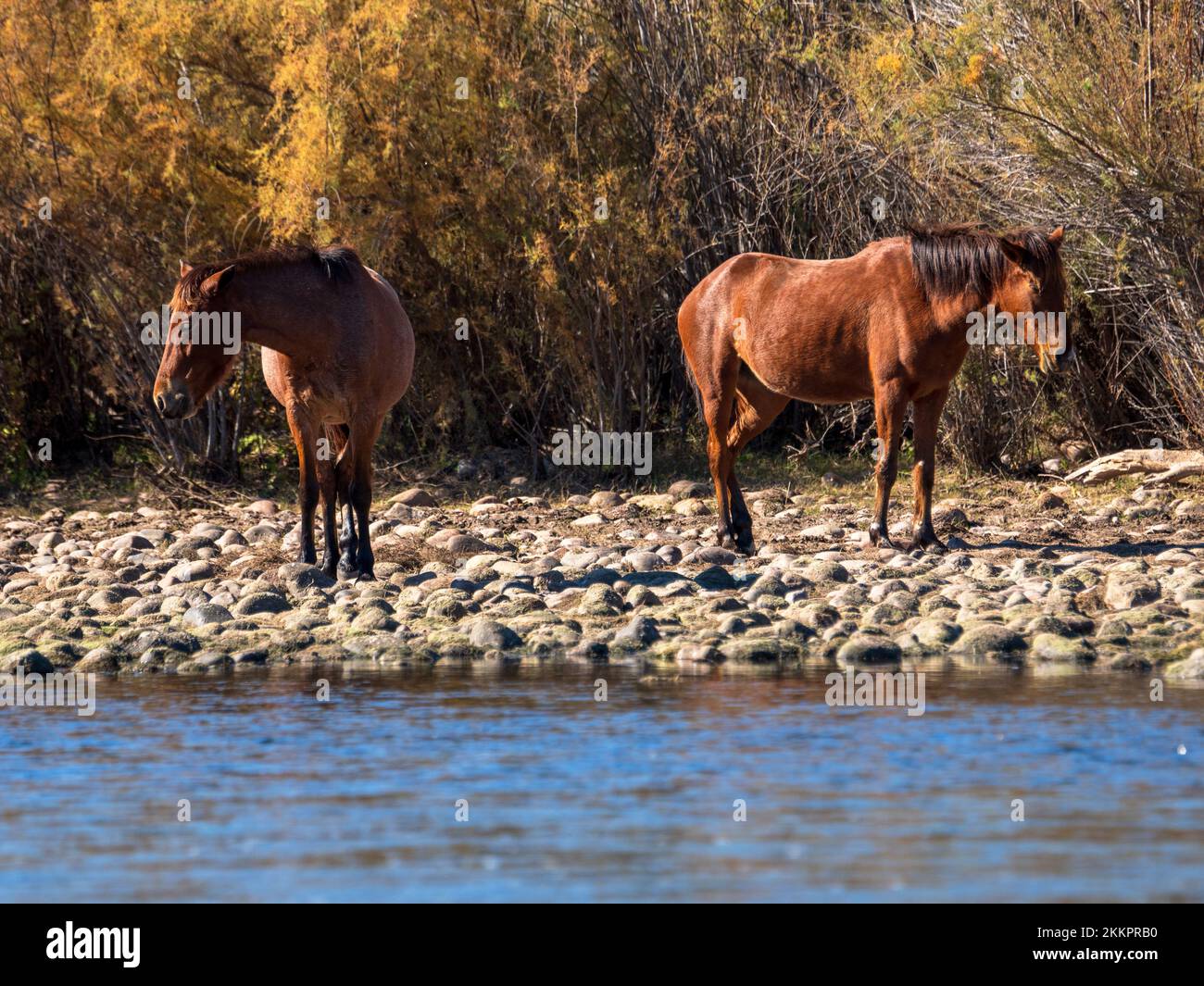 Cavalli selvatici pascolano nel Salt River dell'Arizona in una fresca giornata autunnale alla ricerca della deliziosa erba su cui si nutrono. Foto Stock